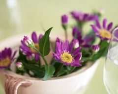 Tapeta Nature Flowers 169.jpg